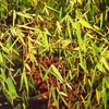 A close-up view of bamboo leaves and stems. Produktbild-Vorschau