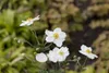 Anemone japonica 'Honorine Jobert', Herbst-Anemone, weiß, Produktbild-Vorschau 3