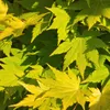 Japanischer Ahorn Acer palmatum 'Jordan' Gelb Ø19cm 70cm Produktbild-Vorschau 3