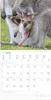 Alpha Edition - Tierbabys Kalender 2026 - Wandkalender Produktbild-Vorschau 13