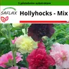 SAFLAX - Hollyhocks - Mix - Alcea rosea - 100 Semena - S Náhled obrázku produktu 10
