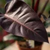 Green boutiQ - Plante d'intérieur - Philodendron - Voir les images du produit 4
