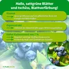 Purgrün -Heidelbeerdünger | Flüssigdünger mit Algenextrakt Produktbild-Vorschau 3