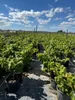 A vineyard with rows of young grapevines in pots under a blue sky with clouds. Voir les images du produit