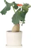 Flaschenpflanze - Jatropha podagrica - Höhe 25-45cm - ⌀13cm Produktbild-Vorschau 5