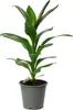 Keulenlilie Glauca - Cordyline - Höhe ca. 40 cm, Topf-Ø 12 Produktbild-Vorschau 1
