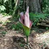 Hewitts Aronstab (Amorphophallus hewittii) - 1 gekeimter Produktbild-Vorschau 1