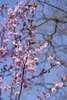 Prunus cerasifera 'Nigra', Blutpflaume, dunkelrot, 100–125 Produktbild-Vorschau 6