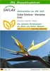 SAFLAX - Gelbe Strelitzie - Mandelas Gold - Strelitzia Produktbild-Vorschau 1