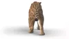 Tigre à dents de sabre Schleich Voir les images du produit 5