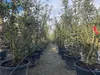 Quercus Suber Multistamm 250 cm Korkeiche – winterhart bis Produktbild-Vorschau 6