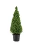Picea glauca Conica 50 cm Zuckerhutfichte Zwergfichte Produktbild-Vorschau 4