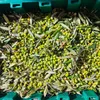Olive Poem Drop of Art oliwa wczesnego zbioru extra virgin Podgląd zdjęcia produktu 14