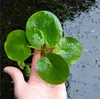 Eco Plant - Limnobium laevigatum - rostlina invitro malý Náhled obrázku produktu 3