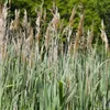 6 x rákos obecný - Phragmites australis | květináč 9 cm x 9 Náhled obrázku produktu 1