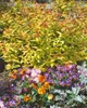 Japanische Spiere Goldflame 10-15 cm, im Topf - Spiraea Produktbild-Vorschau 11