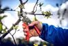 Löwe 10 | Kovadlinkové nožnice so zahnutým ostrím Náhľad obrázku produktu 6