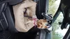 Animood Hundeautositz Julian cappucino S Hundesitz Produktbild-Vorschau 9