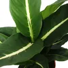 Exotická rostlina Dieffenbachia Magic Green – 1 kus, Náhled obrázku produktu 2