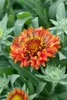 Gaillardia x grandiflora 'Fanfare Blaze', Kokardenblume, Produktbild-Vorschau 3