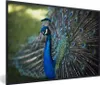 MuchoWow® MuchoWow® Gerahmtes Poster Pfau - Vögel - Blau Produktbild-Vorschau 1