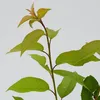Čerešňa Prunus avium 'Bigarreau Burlat', 5 l kvetináč Náhľad obrázku produktu 2