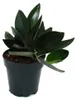 Scindapsus treubii "Dark Form" - schwarze Efeutute - 12cm Produktbild-Vorschau 2