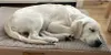 Matelas orthopédique pour chien Dogeste 90x70 cm taille XL Voir les images du produit 15