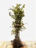 Carpinus betulus, Hainbuche, 100–125 cm Produktbild-Vorschau 1