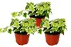 Hedera helix, 3er Set, Efeu, weißbuntes Laub, 9cm Topf Produktbild-Vorschau 1
