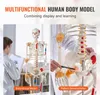 VEVOR Model ludzkiego szkieletu do anatomii, 182 cm Podgląd zdjęcia produktu 6