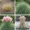 Stauden Gänge 1 x Cortaderia selloana 'Rosea' im 1 Liter Produktbild-Vorschau 6