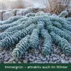 3 x Euphorbia myrsinites (Walzen Wolfsmilch)  - Stauden Produktbild-Vorschau 6