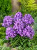 Phlox paniculata 'Purple Kiss', Flammenblume, lila, ca. Produktbild-Vorschau 1