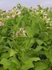 Tabakpflanze (Nicotiana tabacum)  - 100 Samen Produktbild-Vorschau 2