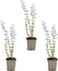 Bloomique - Lot de 3 - Nepeta Walker's Low - Cataire - Voir les images du produit 1