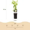 GreenboutiQ - Kletterrose - Rosa White Climber - Blüte Weiß Produktbild-Vorschau 3
