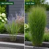 Stauden Gänge 3 x Panicum virgatum 'Northwind' im 1 Liter Produktbild-Vorschau 5