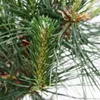 Bonsai - Pinus thunbergii - Pino nero giapponese - circa 19 Anteprima dell’immagine prodotto 4