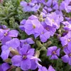 6 x Blaukissen  - Aubrieta 'Cascade Purple'  | Topf 9cm x Produktbild-Vorschau 2