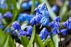 Scilla siberica 'Spring Beauty', Blaustern, leuchtend blau, Produktbild-Vorschau 4