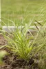Japanisches Berggras, im Topf - Hakonechloa macra Produktbild-Vorschau 8