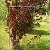KADAX Podpora Pergola Roślin Ogrodowa Pierścieniowa Kwiat Podgląd zdjęcia produktu 8