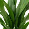 1x Aspidistra Elatior Zimmerpflanze, 80 cm Höhe, 19 cm Produktbild-Vorschau 6
