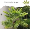 Hanfpalme Samen (Chamaerops excelsa) - Exotische Palme Produktbild-Vorschau 2