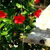Bloomique - Mandevilla Sundaville - Jaśmin chilijski - Podgląd zdjęcia produktu 4