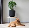 A dog lies on a wooden floor next to a potted plant on a small table. Náhľad obrázku produktu