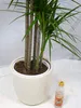 [Palmenlager] - XXL Dracaena marginata 190 cm / 5er(!) Tuff Produktbild-Vorschau 3