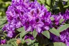 Rhododendron Hybr. 'Blue Peter', Rhododendron, blauviolett, Produktbild-Vorschau 6