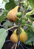 Ficus carica Bornholms diamant Stämmchen 100-120 cm - Produktbild-Vorschau 1